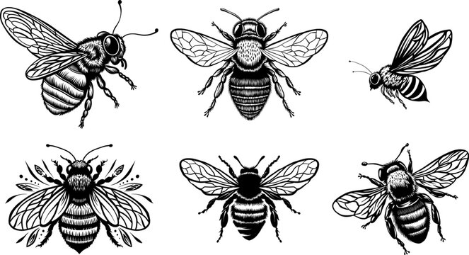 Black and White Honey Bee Insect for Stickers and Bee Decal. Bee Line Art Illustration