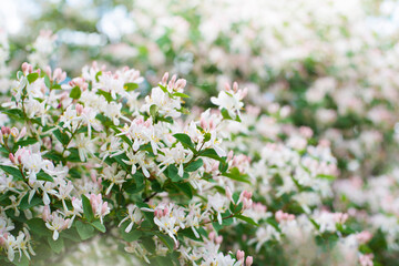Italian woodbine flowers closep spring time - obrazy, fototapety, plakaty