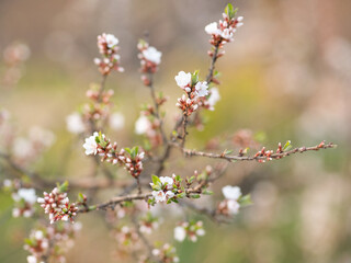 Fototapeta na wymiar Cherry blossom tree. Soft focus. Spring. Nature awakens.