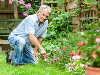 Retirement: keen gardener. A senior man kneeling while working on the borders of his garden. From a series of related images.