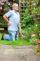 Retirement: hard work. A senior man easing his aching back while working at his garden. From a series of related images.