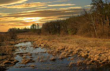 flooded meadow in forest
