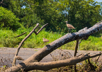 Fototapeta na wymiar three Wimbrel Birds with characteristic crown stripe standing on a log at river bank 