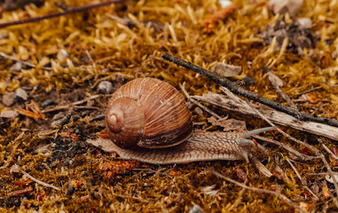 spring, summer in nature. Large and brown snails. Wine snail in the forest, in the ditch, in the garden