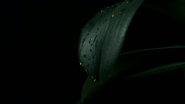 Rain water drop falling into green leaf on dark background.