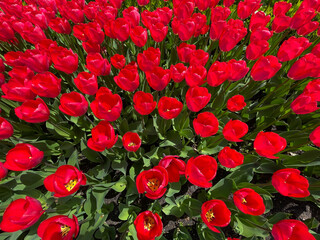 many beautiful flowers of red tulips in the flower bed