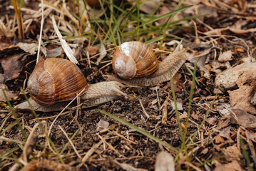 spring, summer in nature. Large and brown snails. Wine snail in the forest, in the ditch, in the garden