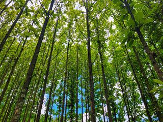 Obraz premium teak tree forest portrait. bukit cula (bumiwangi) ciparay bandung regency