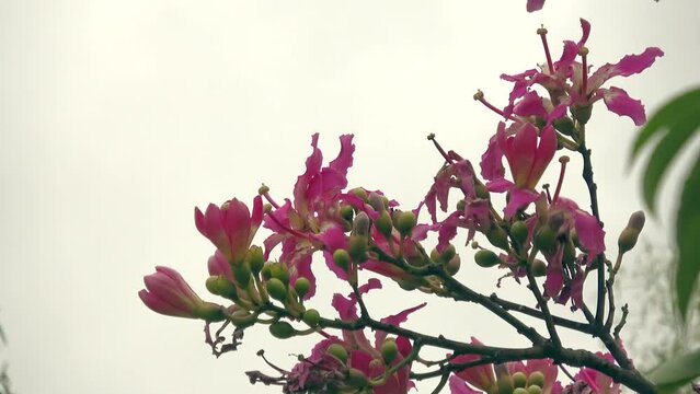 Palo borracho flowers