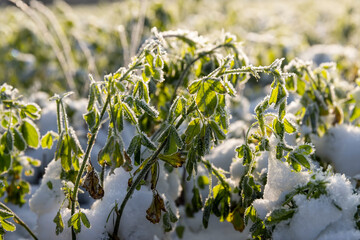Green grass covered with snow and ice in winter