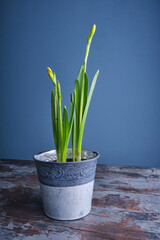 Spring just opening buds of yellow daffodils in a beautiful tin pot against the background of a harmonious blue wall