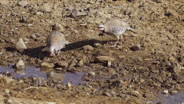 Chukars drinks water in the desert, israel
Chukar wildlife from Israel, 2023
