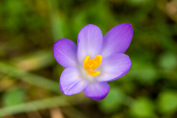 Close up of the pollen of a crocus