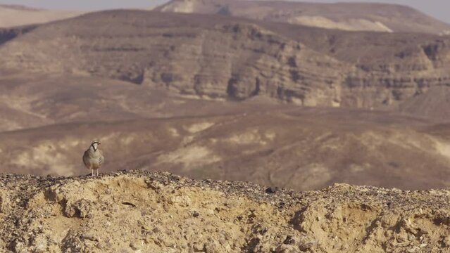 Chukars stands on hill in the desert, 2023
Chukar wildlife from Israel, 2023
