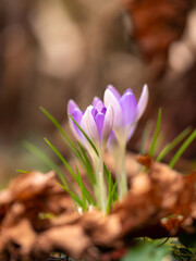 Purple crocuses in spring 