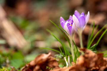 Purple crocuses in spring 