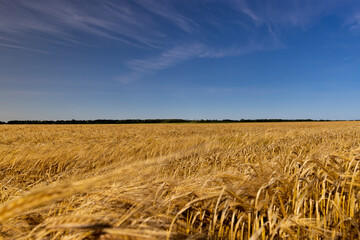 An agricultural field where wheat is grown