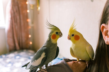 Parrots sit on the shoulder.Pets. Cockatiel parrots.Funny parrots.Cockatiel pets.Bird with a...