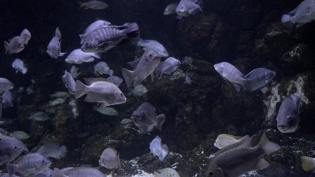 Tilapia, Saint Peter’s fish group, israel, 2023
Underwater shot from Eilat Israel, 2023
