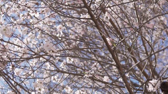 Cherry blossom tree, close-up, slow motion