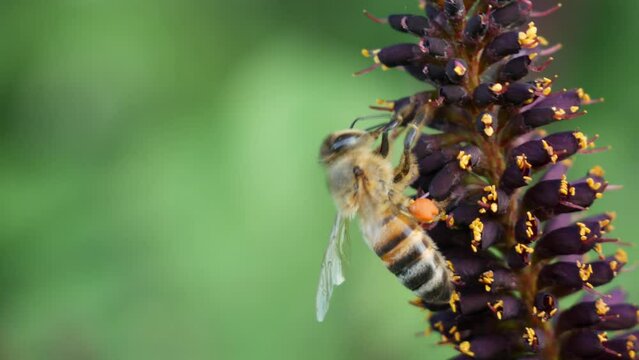 Close-up macro as bees collect pollen and drink nectar from beautiful lilac-yellow flowers. Honey bees fill with pollen. Flower lawn with wild flowers and wild workhorse bees.
