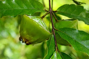Cambuci fruit (Campomanesia phaea), native of Atlantic Forest of Brazil, is used to make juices and mixed with alcoholic beverages.