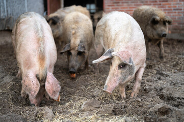 Mangalica pigs in a pig pen, Finland.