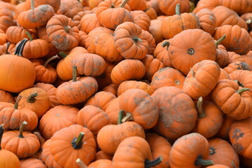 pile of pumpkins