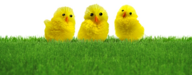 Three cute Easter decoration chicks in natural green spring grass lawn isolated