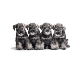 four miniature schnauzer puppies sitting on a white background