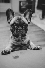 French bulldog puppy look sadly to the camera.