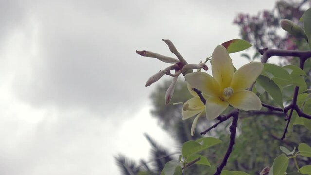 Palo borracho flowers