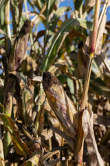 Ripe corn in the field in the summer
