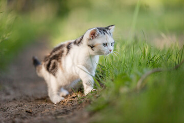 Naklejka na ściany i meble junge Katze in der Natur, Kitten genießt Freigang im Sommer auf einer Wiese bei Sonnenschein