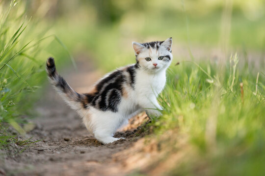 Kätzchen im Garten, Kitten genießt Freigang im Sommer auf einer Wiese bei Sonnenschein