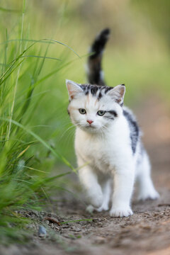 junge Katze in der Natur, Kitten genießt Freigang im Sommer auf einer Wiese bei Sonnenschein