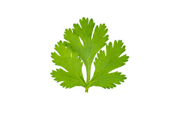 Top view of fresh coriander leaves isolated on transparent background, PNG File