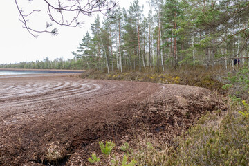 Horizontal nature view of a peat bog with some small birch and pine trees along the edge of the bog