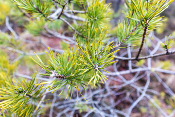 Close-up of nature scene with pine tree needles branch