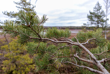 Nature view in the background with a blurred swamp with a green pine tree branch in the foreground
