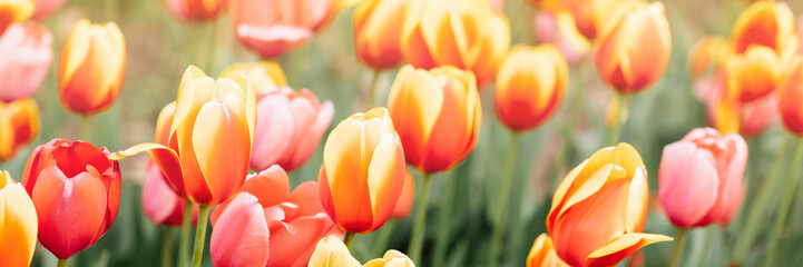 Beautiful floral spring abstract background of nature. Pink and orange tulips with selective focus. Web Banner For easter and spring greeting cards