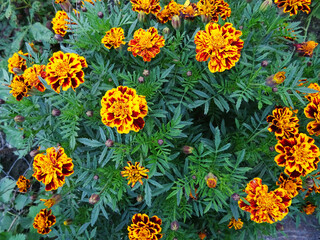 Blooming marigolds in the garden, fragrant flowers in natural conditions close-up