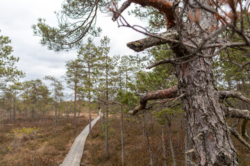 Fototapeta premium Nature view of a bog with a bog boardwalk and windswept trees along the edge of the lake