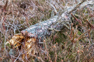 Nature view of a swamp forest through three fallen tree trunks in the foreground
