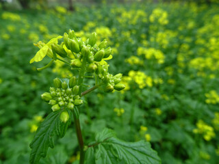 Growing mustard in natural conditions, young mustard plants in the field close-up, mustard flowers