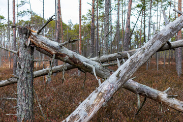 Fototapeta premium Nature view of a swamp forest through three fallen tree trunks in the foreground