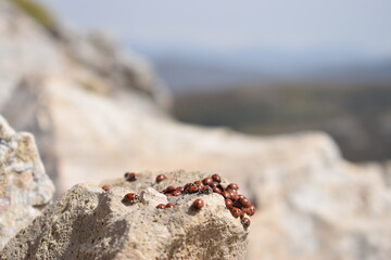 Mariquitas sobre piedra en la cima del pico gratal