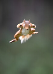 Red Squirrel Jumping