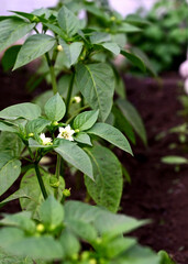 green pepper growing in the garden