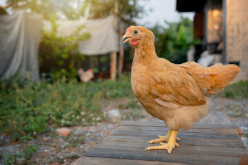 Buff orpington young chicken in the backyard in the evening light atmosphere.